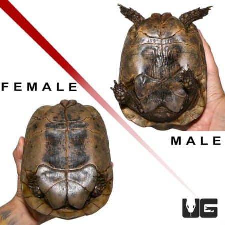 Close-up of male and female Giant Greek Tortoise shells, showcasing size and shell patterns.