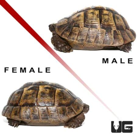 Greek Tortoises (Testudo graeca) For Sale - Underground Reptiles