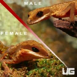 Malaysian Cat Eye Geckos (Aeluroscalabotes felinus) For Sale - Underground Reptiles
