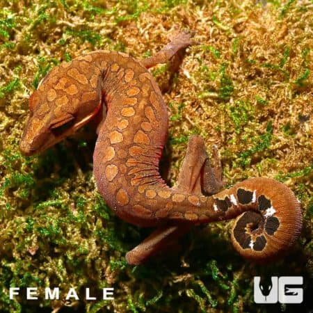 Malaysian Cat Eye Geckos (Aeluroscalabotes felinus) For Sale - Underground Reptiles