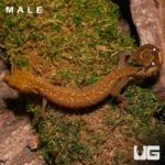 Malaysian Cat Eye Geckos (Aeluroscalabotes felinus) For Sale - Underground Reptiles