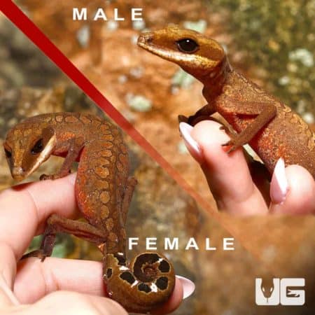 Malaysian Cat Eye Geckos (Aeluroscalabotes felinus) For Sale - Underground Reptiles