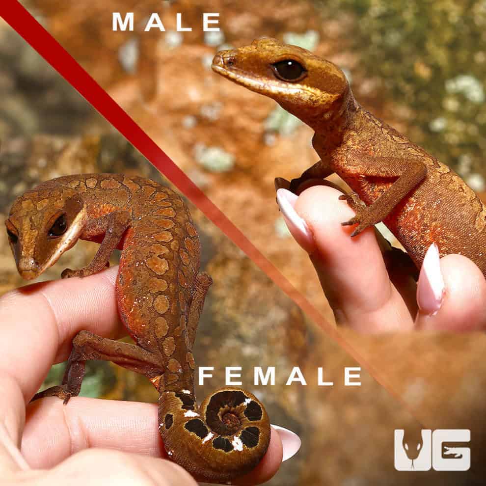 Malaysian Cat Eye Geckos For Sale Underground Reptiles