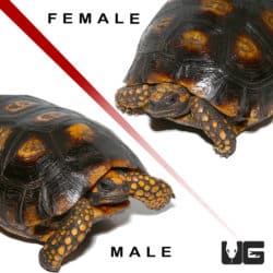 Yellowfoot Tortoises (Geochelone denticulata) For Sale - Underground Reptiles