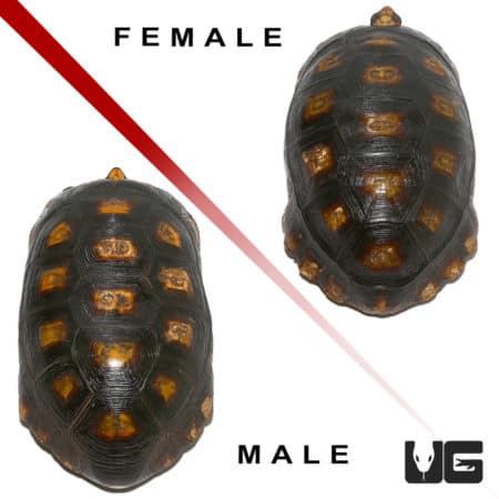 Yellowfoot Tortoises (Geochelone denticulata) For Sale - Underground Reptiles