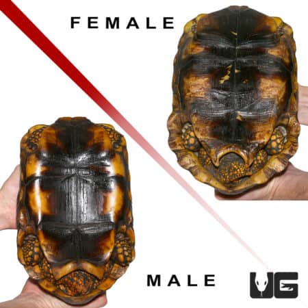 Adult Yellowfoot Tortoise pair with vibrant yellow markings and domed shells, ideal for reptile enth.