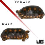 Yellowfoot Tortoises (Geochelone denticulata) For Sale - Underground Reptiles