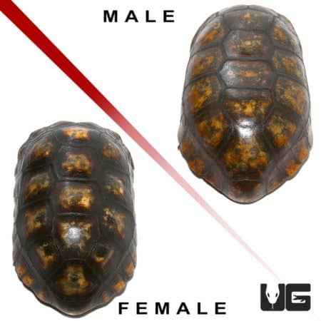 Goliath Pinktoe Tarantula (Avicularia braunshauseni) For Sale - Underground Reptiles