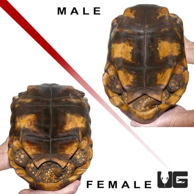 Yellowfoot Tortoises (Geochelone denticulata) For Sale - Underground ...