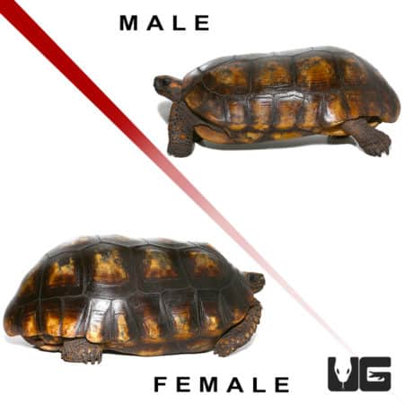 Goliath Pinktoe Tarantula (Avicularia braunshauseni) For Sale - Underground Reptiles