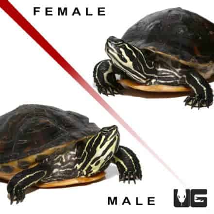 Turtles For Sale - Underground Reptiles