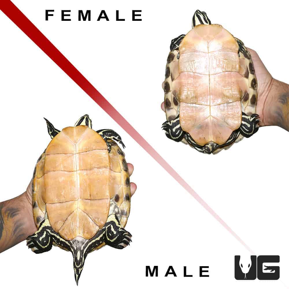 Juvenile Peninsula Cooter Turtles For Sale - Underground Reptiles