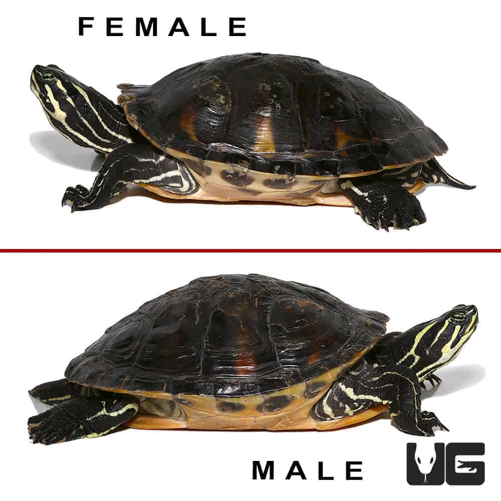 Juvenile Peninsula Cooter Turtles For Sale - Underground Reptiles