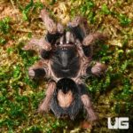 Peruvian Dwarf Red leg Tarantula (cyriocosmus aueri) For Sale - Underground Reptiles