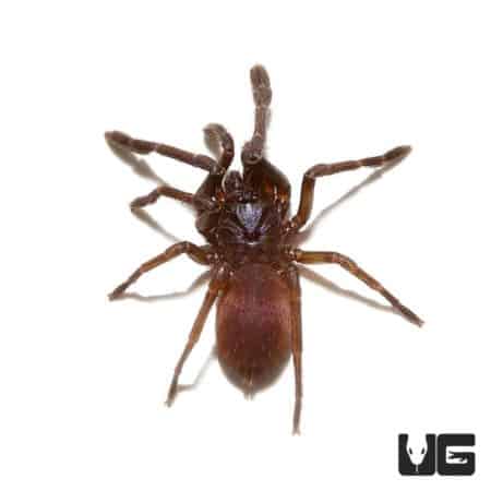 Female Psychedelic Earth Tiger Tarantula, 2-3 inches, vibrant coloration, and unique pattern.