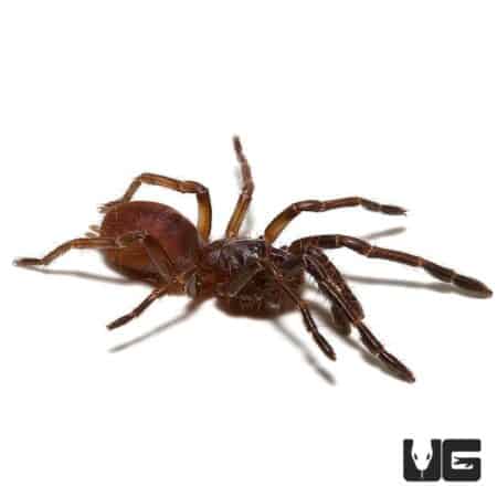 Female Psychedelic Earth Tiger Tarantula, 2-3 inches, showcasing vibrant colors and distinctive mark.