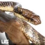 Yellow Bellied Puffing Snake (Pseustes sulphureus) For Sale - Underground Reptiles