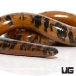 Schlegel's Beaked Blind Snake for sale - Underground Reptiles