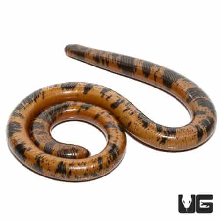 Blind snake with distinctive beak-like snout, native to Southeast Asia. Perfect for reptile enthusia.