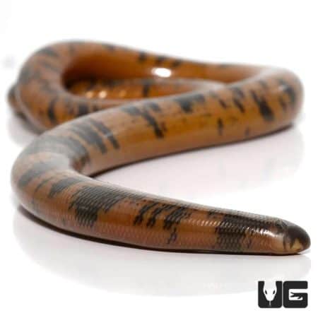 Close-up of Schlegel's Beaked Blind Snake with distinctive markings.