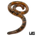 Schlegel's Beaked Blind Snake for sale - Underground Reptiles