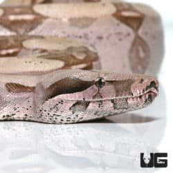Spear Point Saddle Guyana Redtail Boa (Boa c. constrictor) For Sale - Underground Reptiles