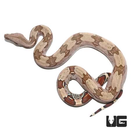 Spear Point Saddle Guyana Redtail Boa (Boa c. constrictor) For Sale - Underground Reptiles