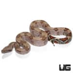 Spear Point Saddle Guyana Redtail Boa (Boa c. constrictor) For Sale - Underground Reptiles