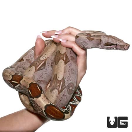 Spear Point Saddle Guyana Redtail Boa (Boa c. constrictor) For Sale - Underground Reptiles