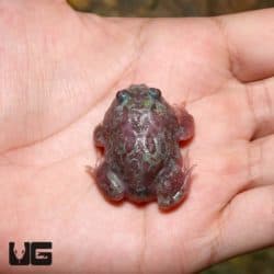 Mutant Blue Granite Pacman Frogs (Ceratophrys cranwelli) for sale - Underground Reptiles
