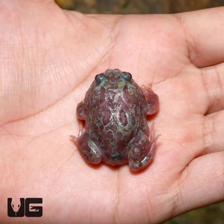 Mutant Translucent Blue Metal Pacman Frogs for sale Underground Reptiles