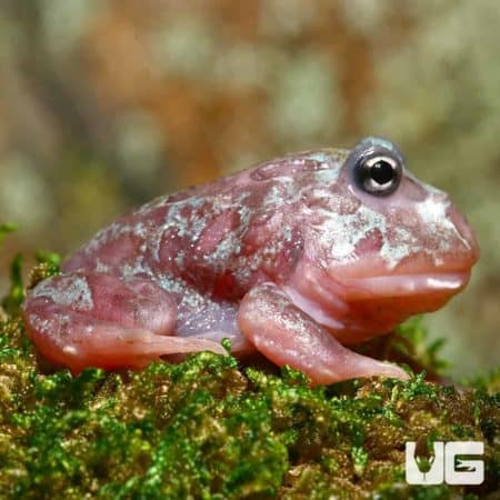 Unique mutant blue granite Pacman frog on mossy surface, vibrant and rare reptile pet.