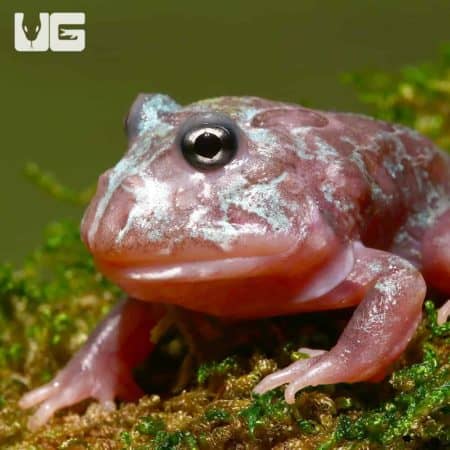 Mutant Blue Granite Pacman Frogs (Ceratophrys cranwelli) for sale - Underground Reptiles