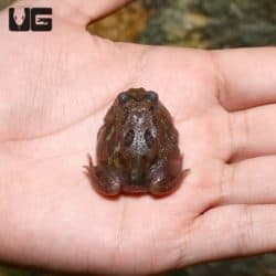 Mutant Chocolate Moss Pacman Frogs (Ceratophrys cranwelli) for sale - Underground Reptiles