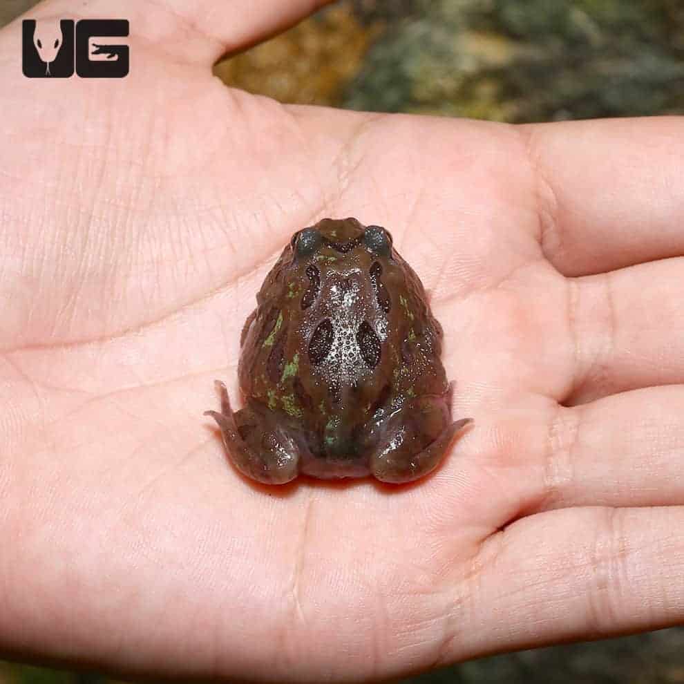 Mutant Chocolate Moss Pacman Frogs for sale Underground Reptiles