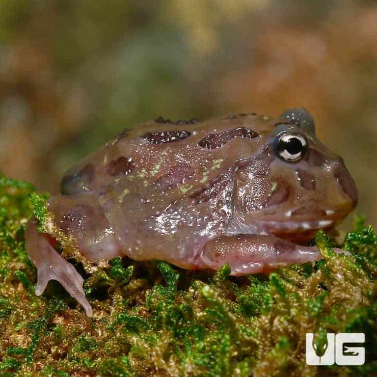 Mutant Chocolate Moss Pacman Frogs for sale Underground Reptiles