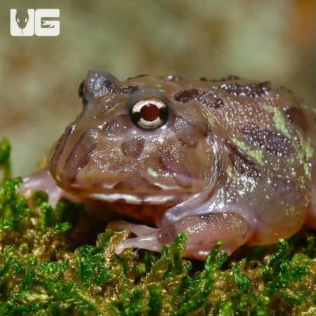 Mutant Chocolate Moss Pacman Frogs (Ceratophrys cranwelli) for sale - Underground Reptiles