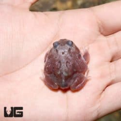 Mutant Translucent Black Hole Pacman Frogs (Ceratophrys cranwelli) for sale - Underground Reptiles