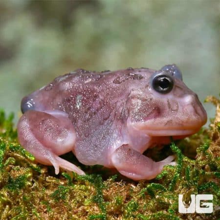 Mutant Translucent Blue Metal Pacman Frogs for sale - Underground Reptiles