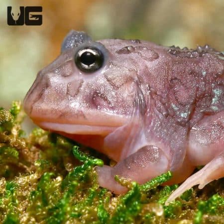 Mutant Translucent Black Hole Pacman Frogs (Ceratophrys cranwelli) for sale - Underground Reptiles