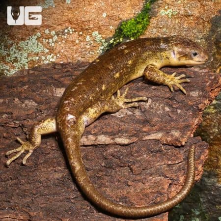 Monkey Tail Skinks (Corucia zebrata) For Sale - Underground Reptiles
