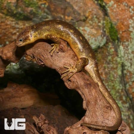 Sub adult Monkey Tail Skink on branch, showcasing its distinctive tail and coloration.