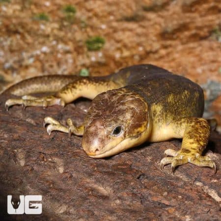 Sub adult Monkey Tail Skink resting on a log, showcasing its distinctive tail and coloration.