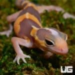 Baby Tangerine Fat Tail Geckos (Hemitheconyx caudicinctus) For Sale - Underground Reptiles
