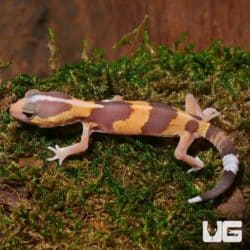 Baby Tangerine Fat Tail Geckos (Hemitheconyx caudicinctus) For Sale - Underground Reptiles