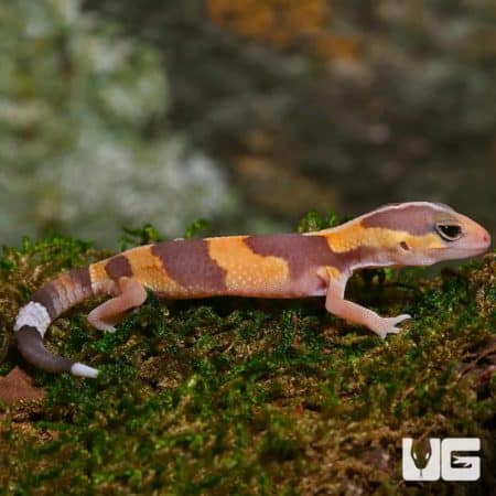 Baby Tangerine Fat Tail Geckos (Hemitheconyx caudicinctus) For Sale - Underground Reptiles