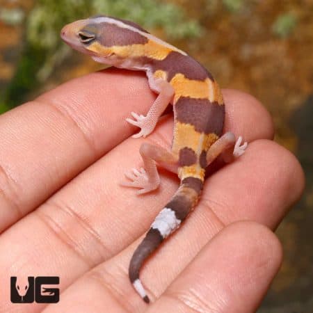 Baby Tangerine Fat Tail Geckos (Hemitheconyx caudicinctus) For Sale - Underground Reptiles