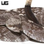 Texas Blacktail Rattlesnake (Crotalus ornatus) for sale - Underground Reptiles