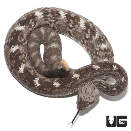 Texas Blacktail Rattlesnake (Crotalus ornatus) for sale - Underground Reptiles