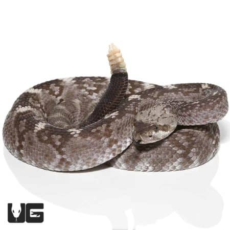 Blacktail Rattlesnake with distinctive tail markings, native to Texas, ideal for reptile enthusiasts.